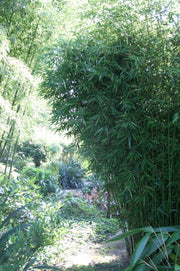 Fargesia robusta Campbell - Gräserwelten